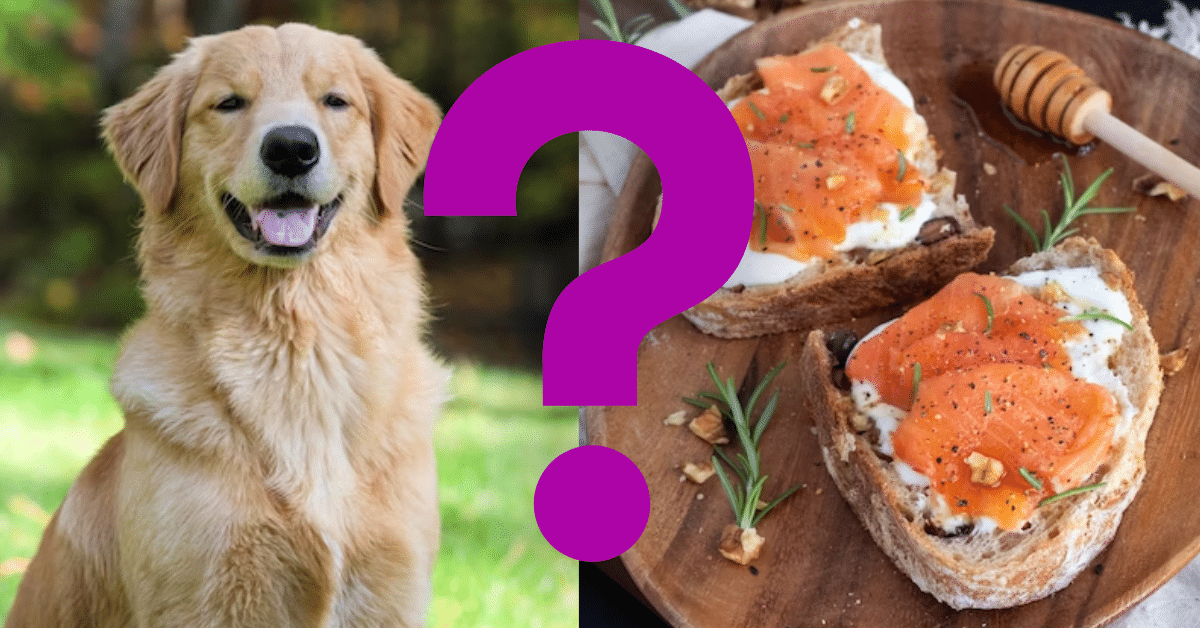 Can Dogs Eat Smoked Salmon