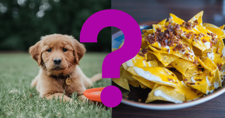 Can Dogs Eat Tortilla Chips