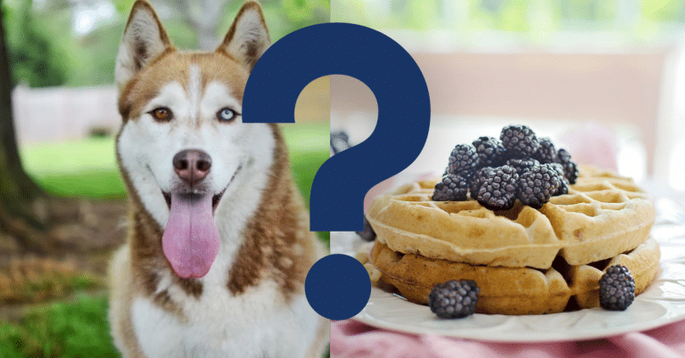 Can Dogs Eat Waffles