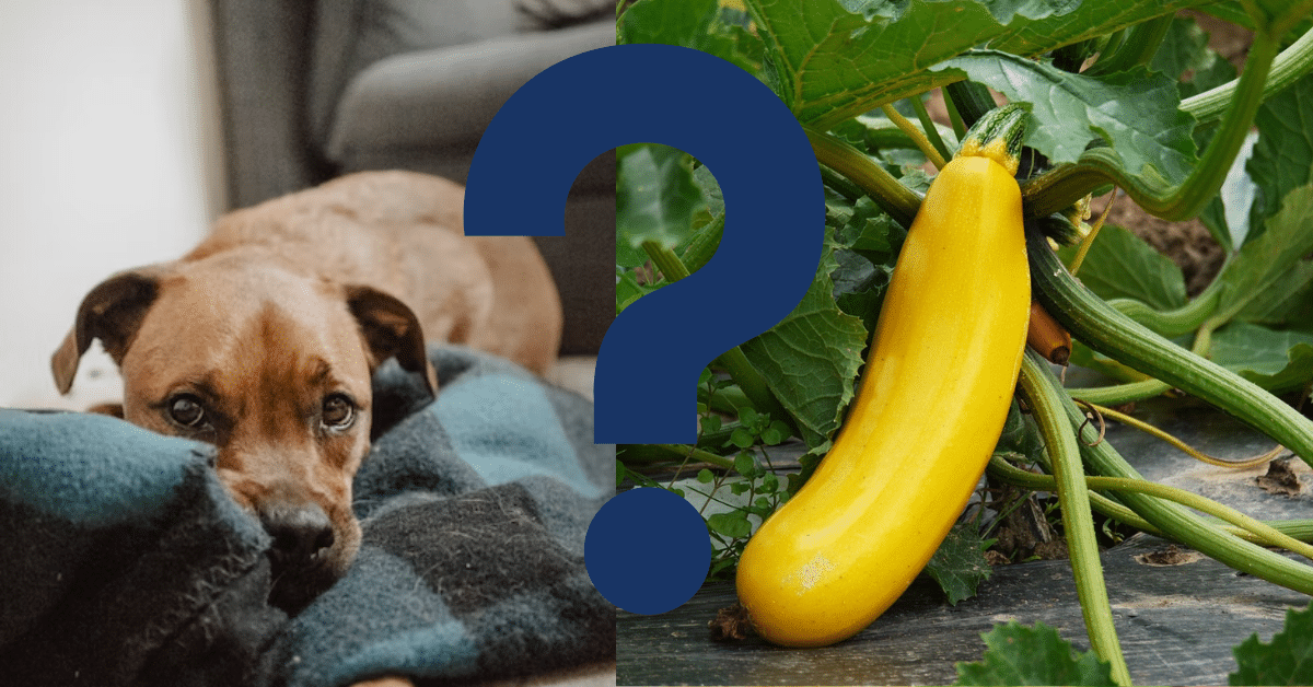 Can Dogs Eat Yellow Squash
