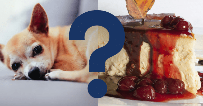 Can Dogs Eat Cheesecake