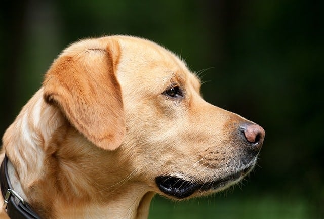 Can Dogs Eat Cooked Mushrooms 2