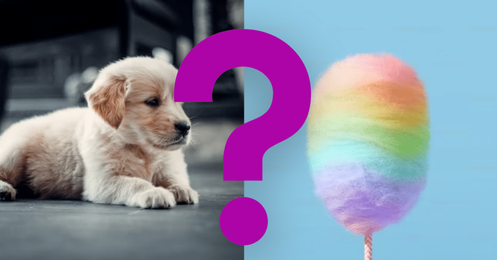 Can Dogs Eat Cotton Candy