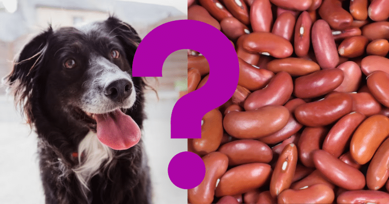 Can Dogs Eat Kidney Beans
