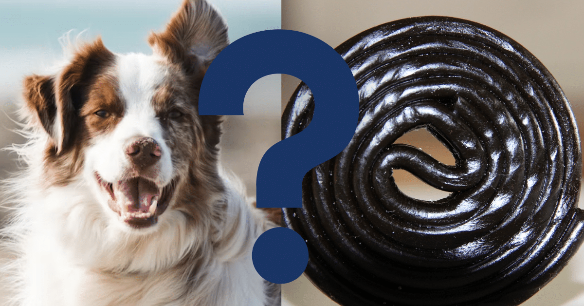 Can Dogs Eat Licorice
