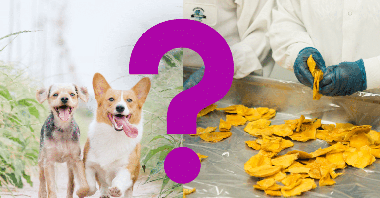 Can Dogs Eat Mango Skin