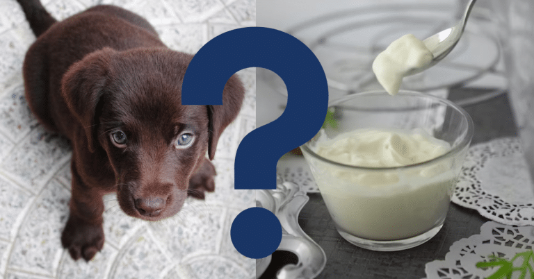 Can Dogs Eat Mayo