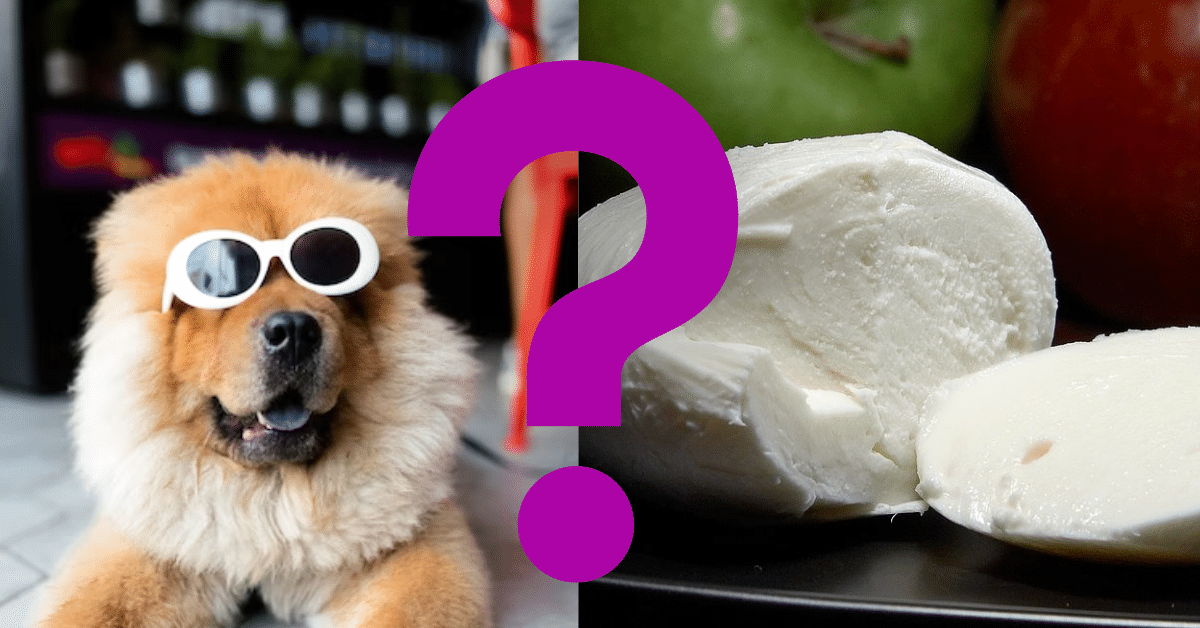 Can Dogs Eat Mozzarella Cheese
