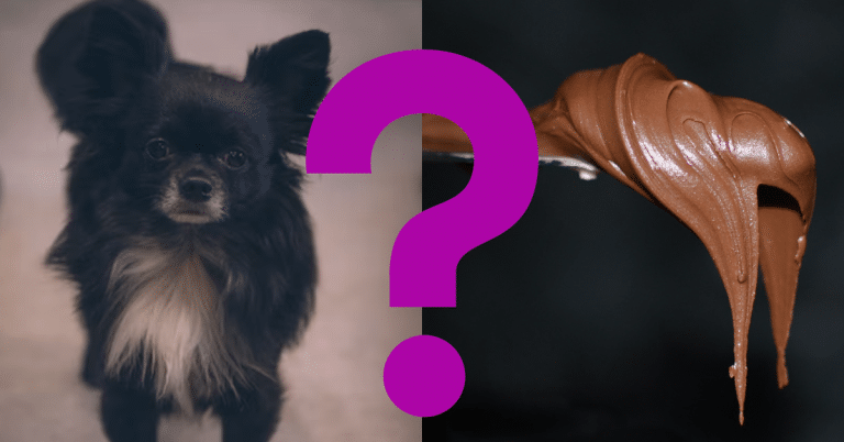 Can Dogs Eat Nutella