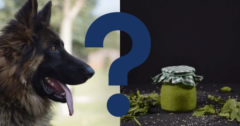 Can Dogs Eat Pesto