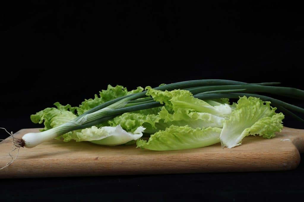 Can Dogs Eat Romaine Lettuce 1