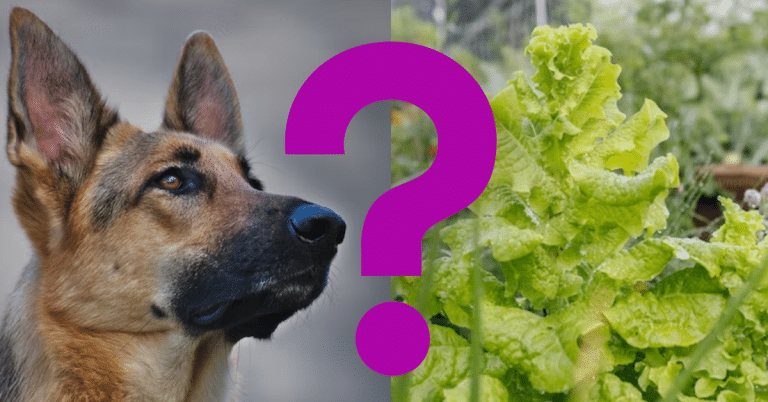 Can Dogs Eat Romaine Lettuce