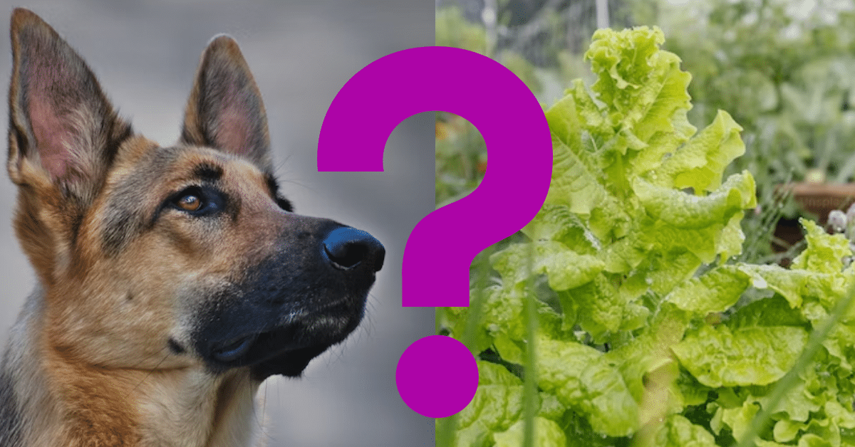 Can Dogs Eat Romaine Lettuce