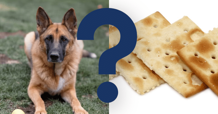 Can Dogs Eat Saltine Crackers