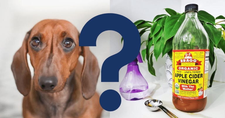 Can Dogs Eat Vinegar