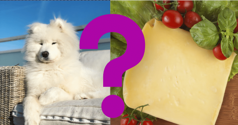 Can Dogs Eat American Cheese