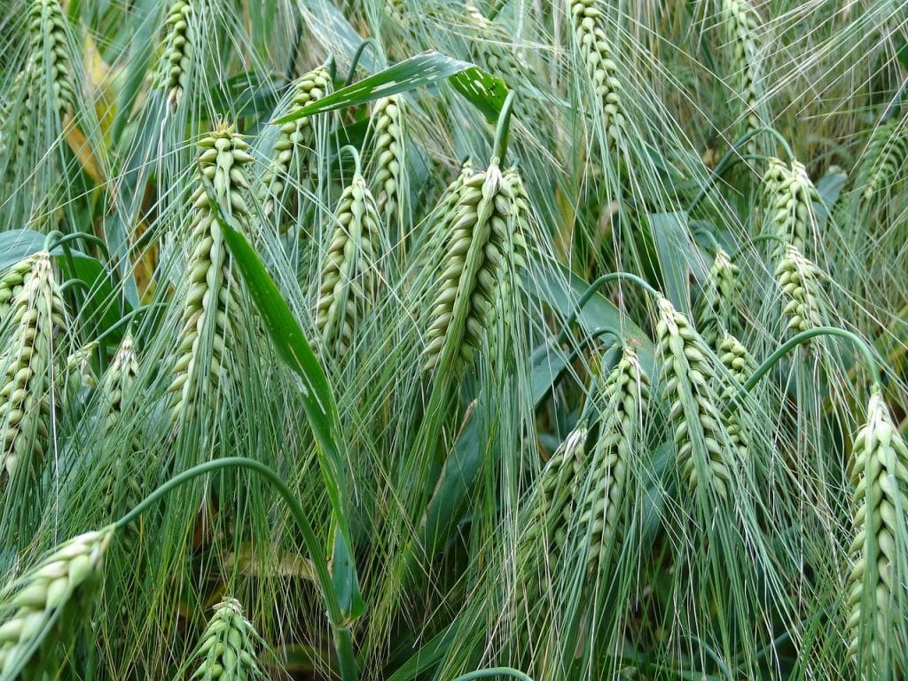 Can Dogs Eat Barley 1