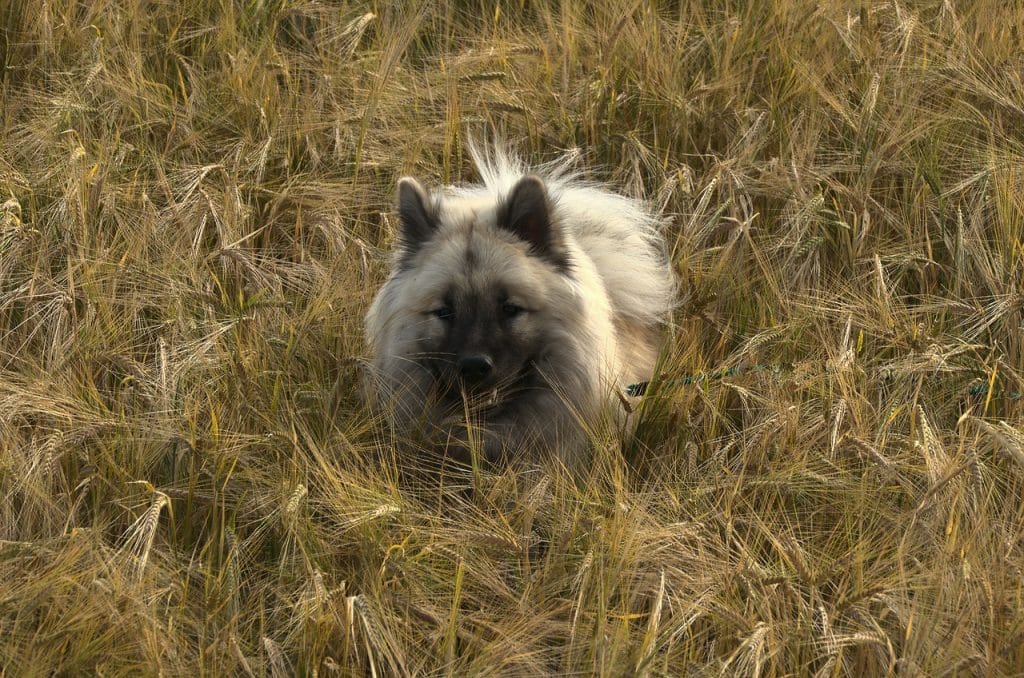 Can Dogs Eat Barley 2