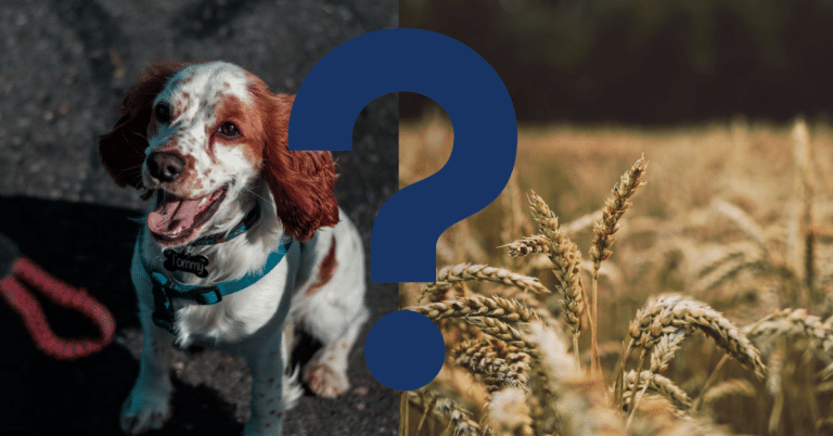 Can Dogs Eat Barley