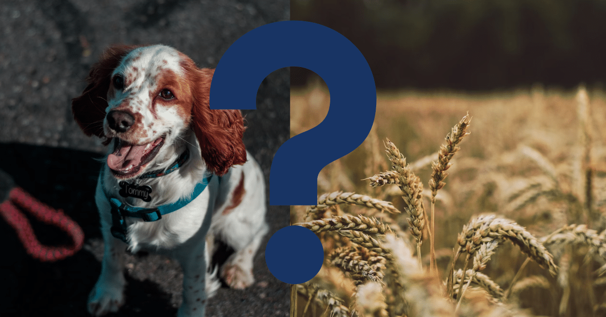 Can Dogs Eat Barley