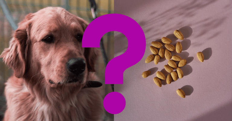 Can dogs eat almond nuts