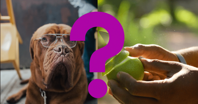 Can Dogs Eat Apple Peels