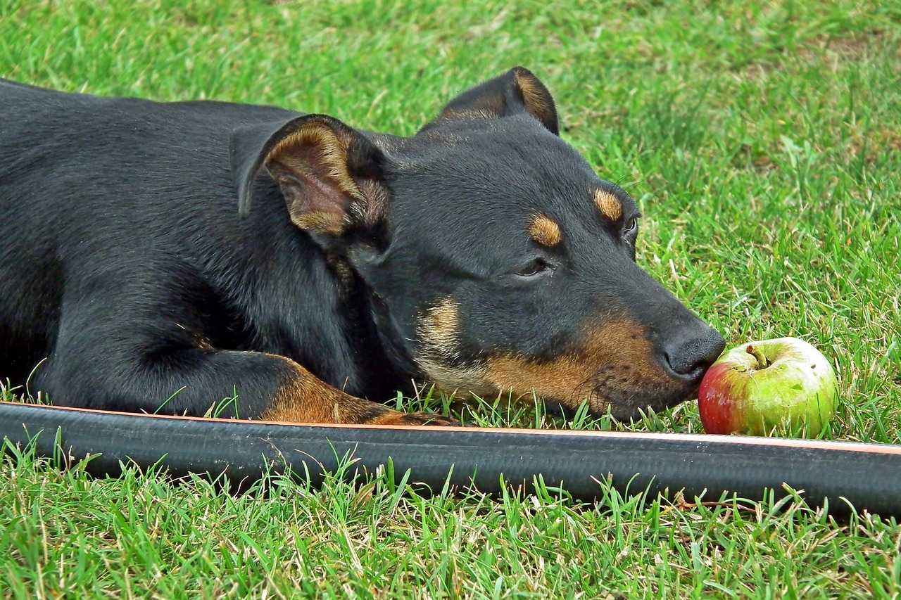 Picture Idea: Can Dogs Eat Apple Seeds A Vet S Opinion