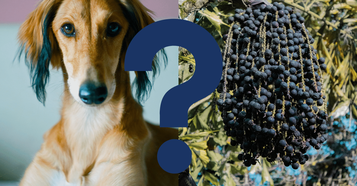 Can Dogs Eat Acai