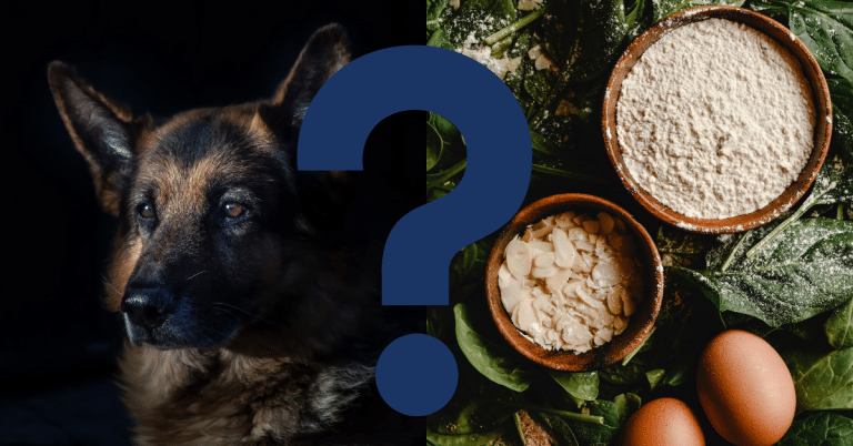 Can Dogs Eat Almond flour