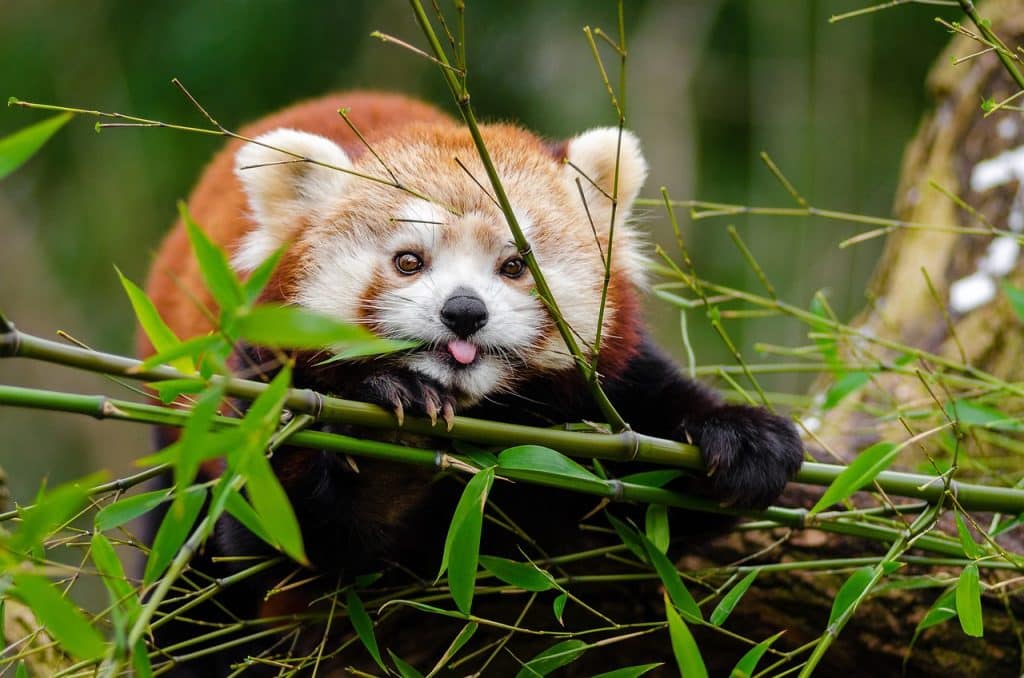 Can Dogs Eat Bamboo 1