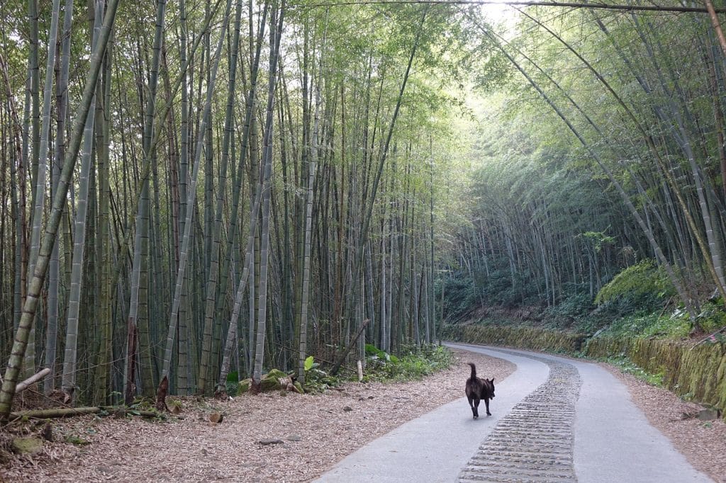 Can Dogs Eat Bamboo 2