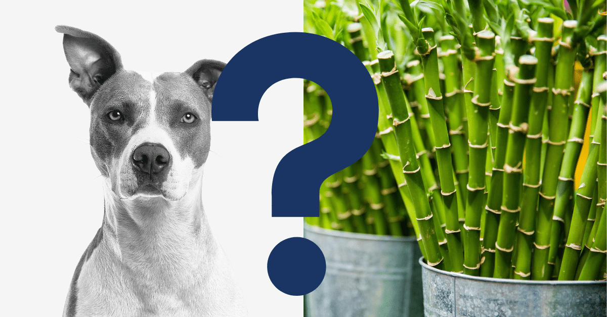 Can Dogs Eat Bamboo