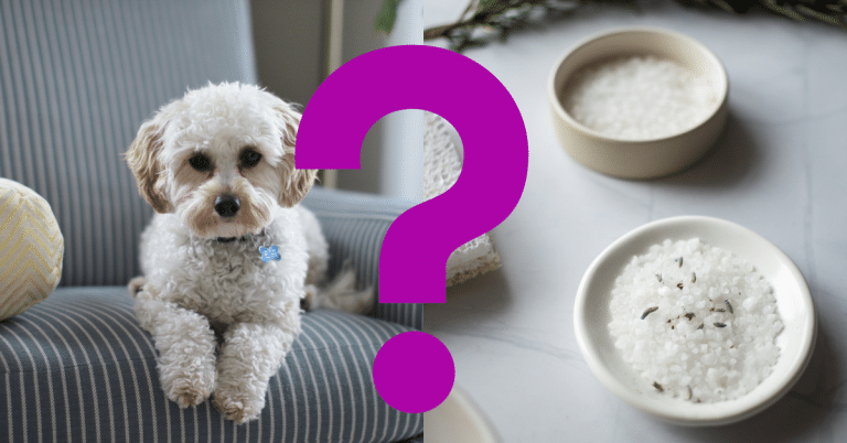 Can Dogs Eat Basmati Rice
