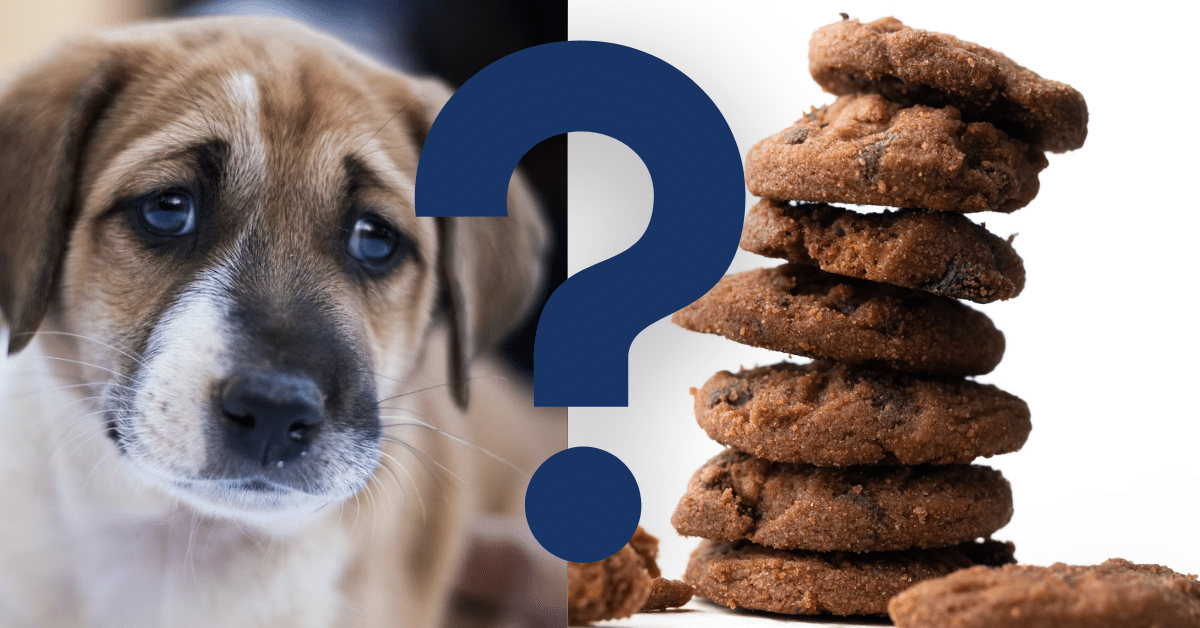 Can Dogs Eat Biscuits