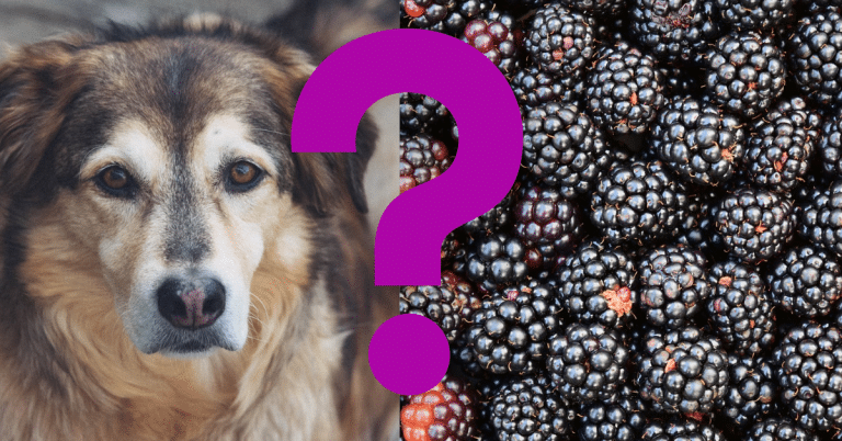 Can Dogs Eat Blackberries