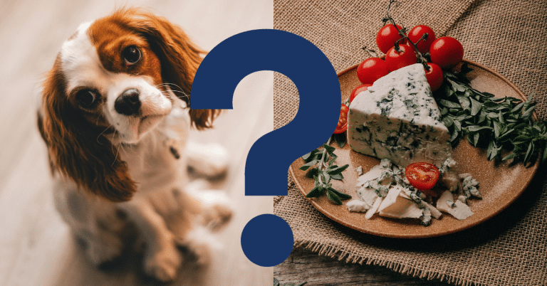 Can Dogs Eat Blue Cheese