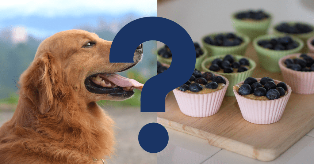 Can Dogs Eat Blueberry Muffins