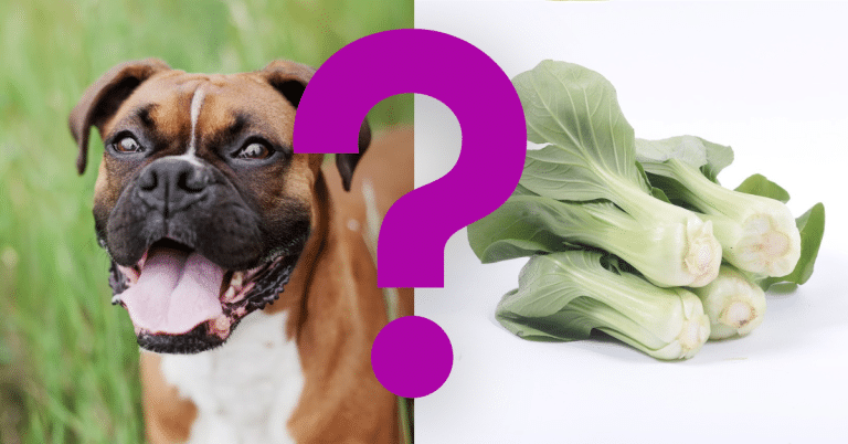 Can Dogs Eat Bok Choy