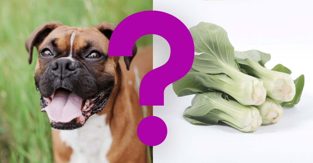 Can Dogs Eat Bok Choy