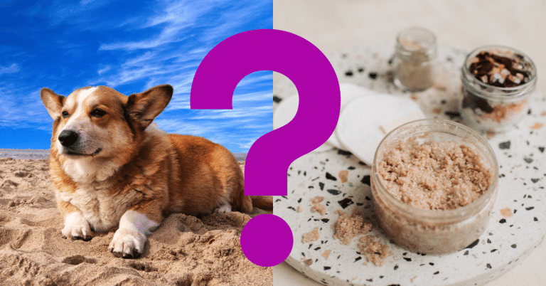 Can Dogs Eat Brown Sugar