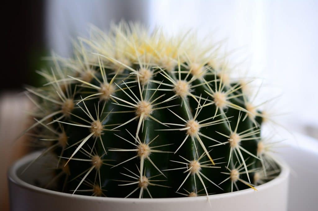 Can Dogs Eat Cactus 1