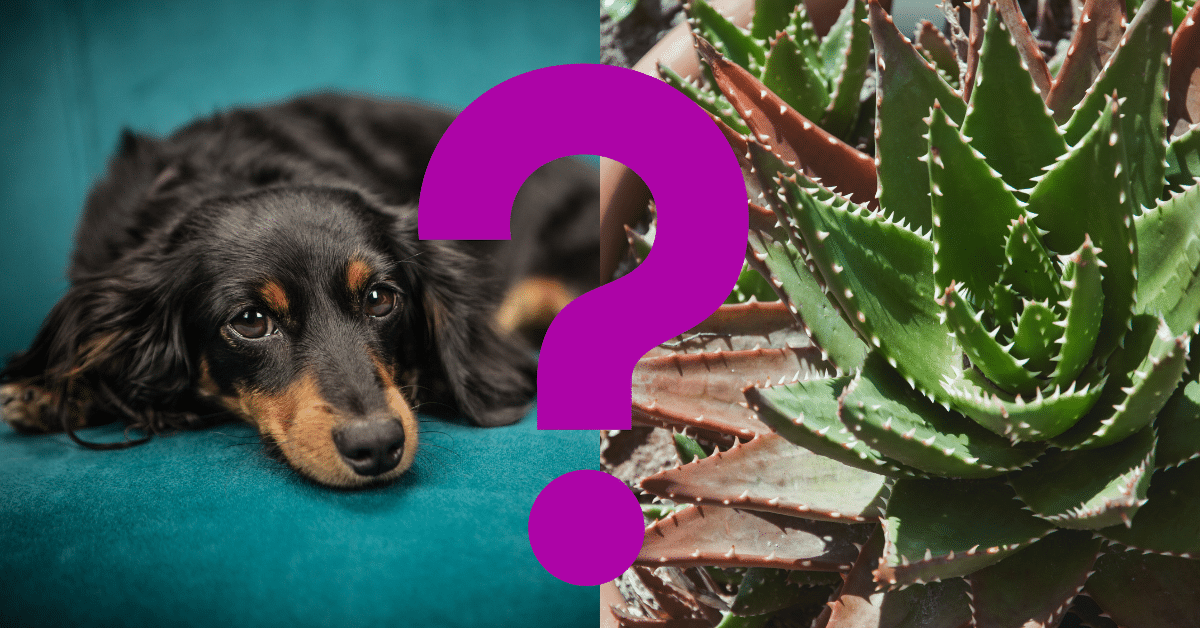 Can Dogs Eat Cactus