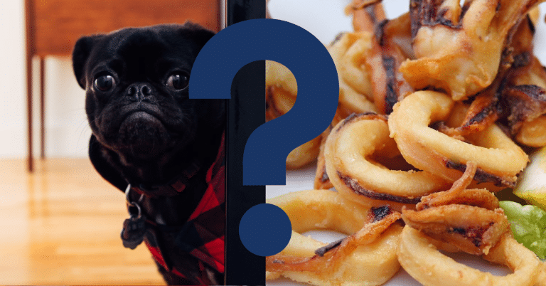 Can Dogs Eat Calamari