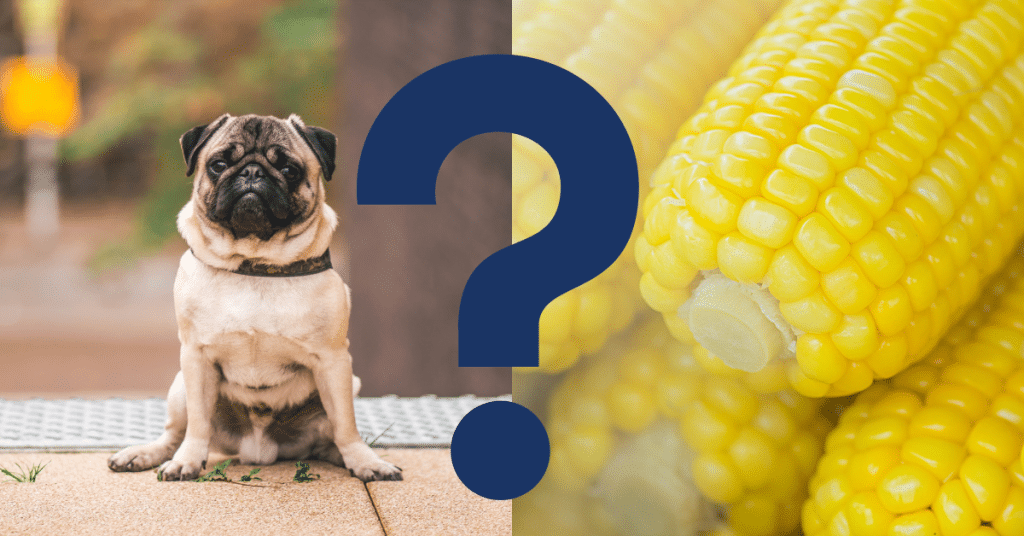 Can Dogs Eat Canned Corn