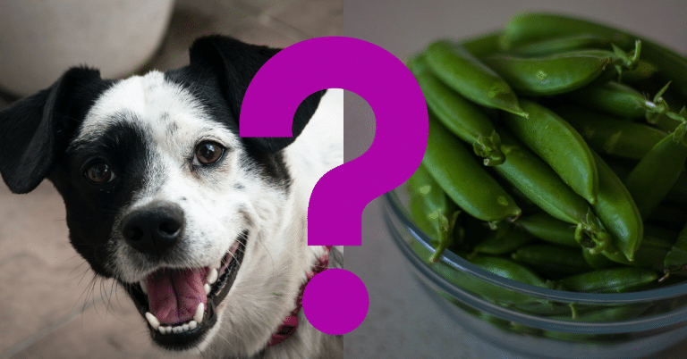 Can Dogs Eat Canned Green Beans
