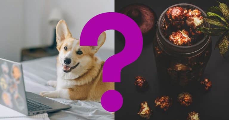 Can Dogs Eat Caramel Popcorn