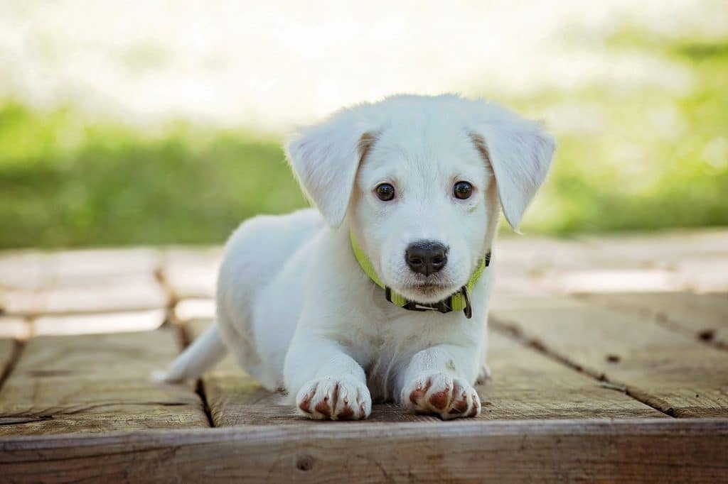 Can Dogs Eat Cashew Butter 2