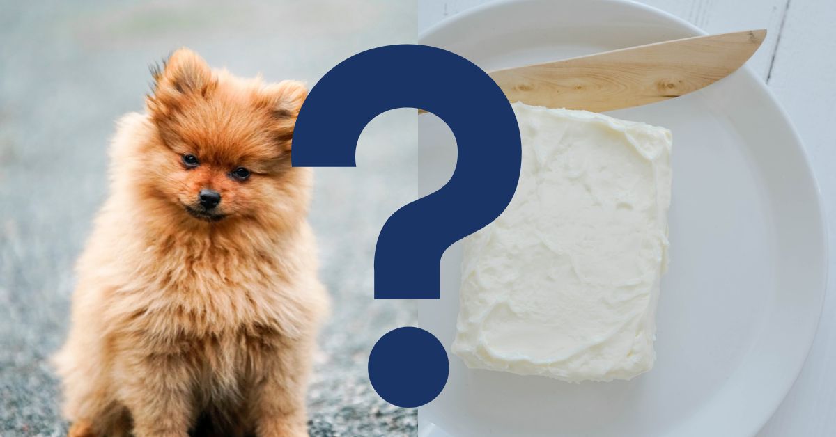 Can Dogs Eat Cashew Butter