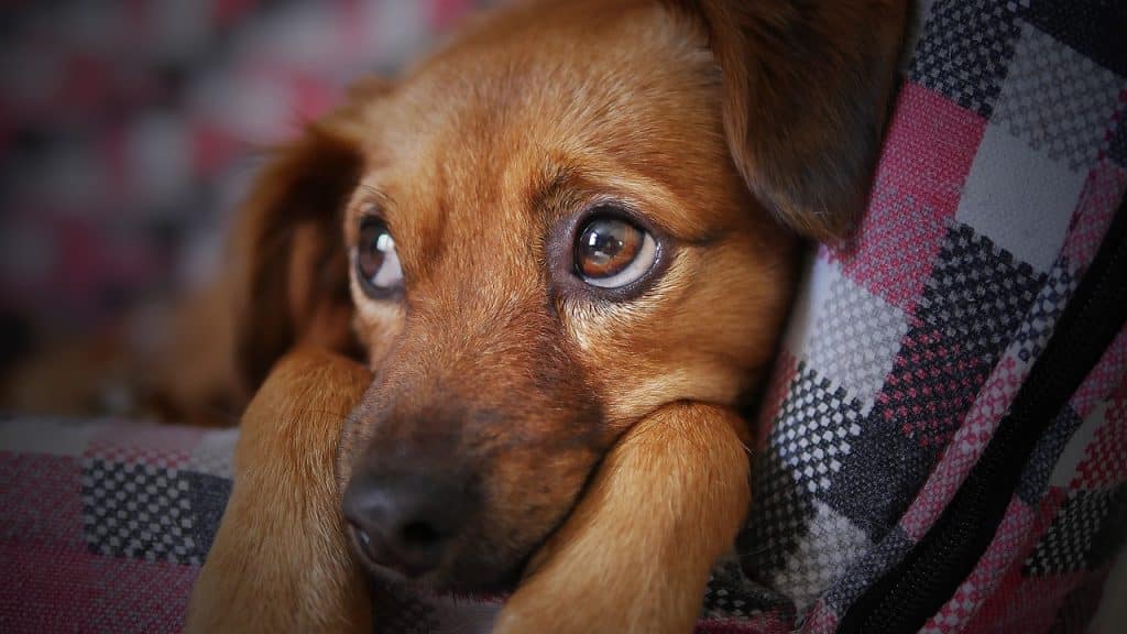 Can Dogs Eat Cheese Puffs 2
