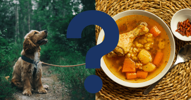 Can Dogs Eat Chicken Broth
